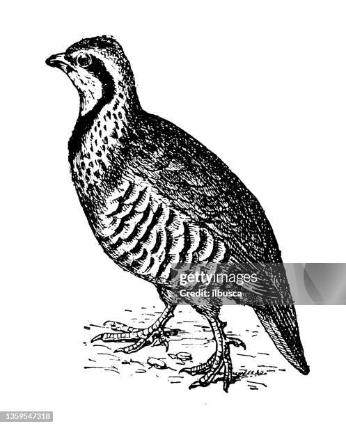 antique illustration: grey partridge (perdix perdix) - galliformes stock illustrations