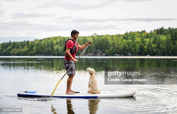 man paddling a stand up paddleboard sup with his dog on a lake. - life jacket stock pictures, royalty-free photos & images