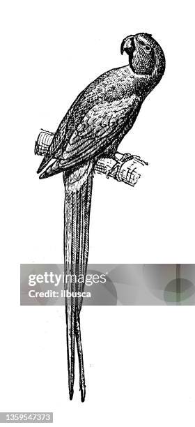 antique illustration: parakeet, budgerigar - parakeet stock illustrations