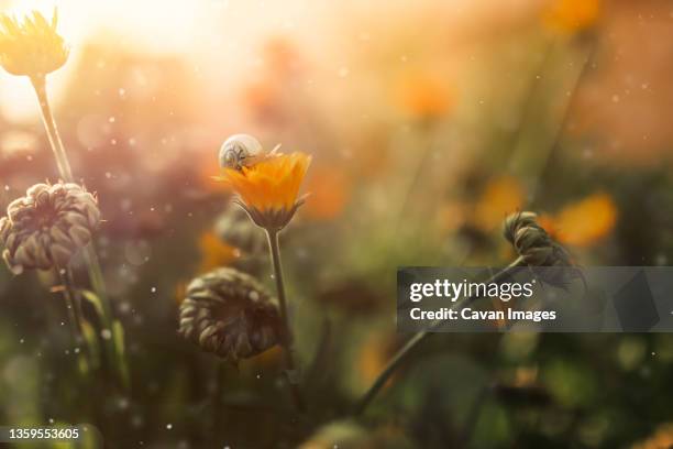 little snail walking on calendula flower during summer - calendula stock pictures, royalty-free photos & images