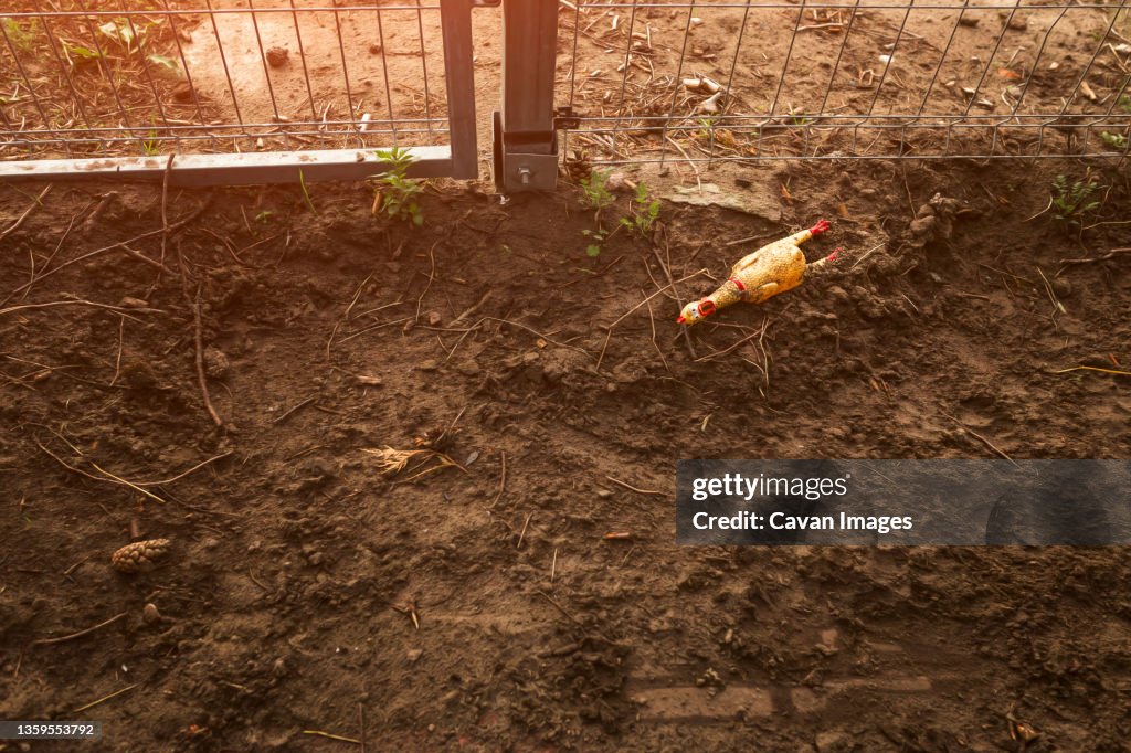 Rubber chicken dog toy laying on the ground next to gate