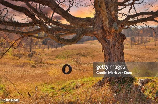 a tire swing on a large majestic oak tree in a field at sunset - tire swing stock pictures, royalty-free photos & images