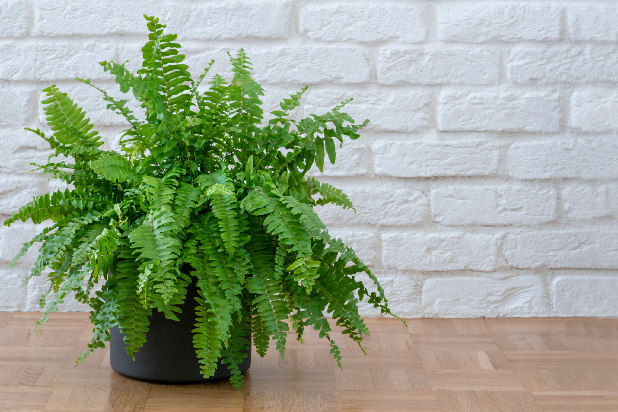 boston fern