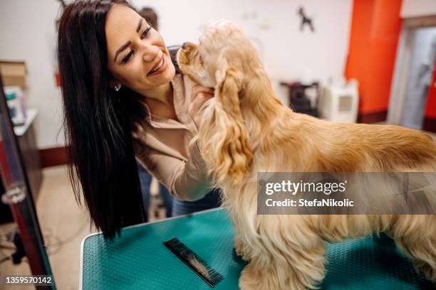 grooming salon - pet shop stock pictures, royalty-free photos & images