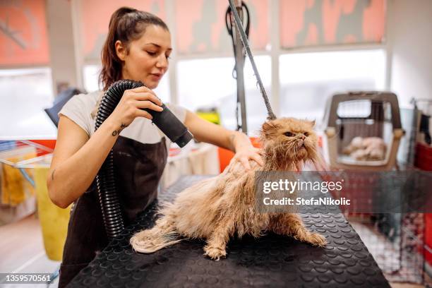 猫は入浴後に乾燥する - ペット美容院 ストックフォトと画像