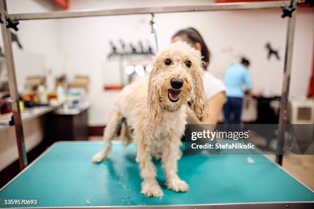 and now drying - bad haircut stockfoto's en -beelden