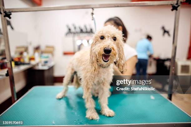 and now drying - animal groomer stock pictures, royalty-free photos & images