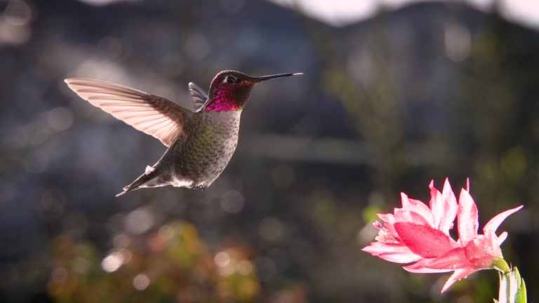Hummingbird hovering in backlighting sunlight, slow motion and zoom in ...
