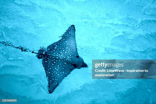 stingray - spotted fish stock pictures, royalty-free photos & images