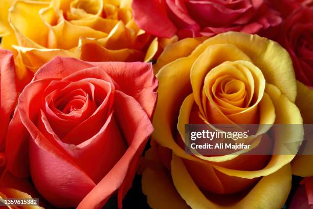 rose flowers - yellow roses stock pictures, royalty-free photos & images