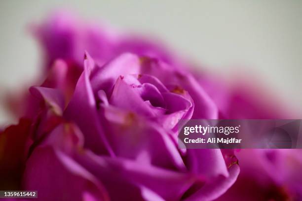 rose flowers - rosa violette parfumee photos et images de collection