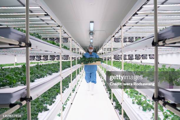 farm worker harvesting hydroponic kale in the vertical plots - hydroponics stock pictures, royalty-free photos & images