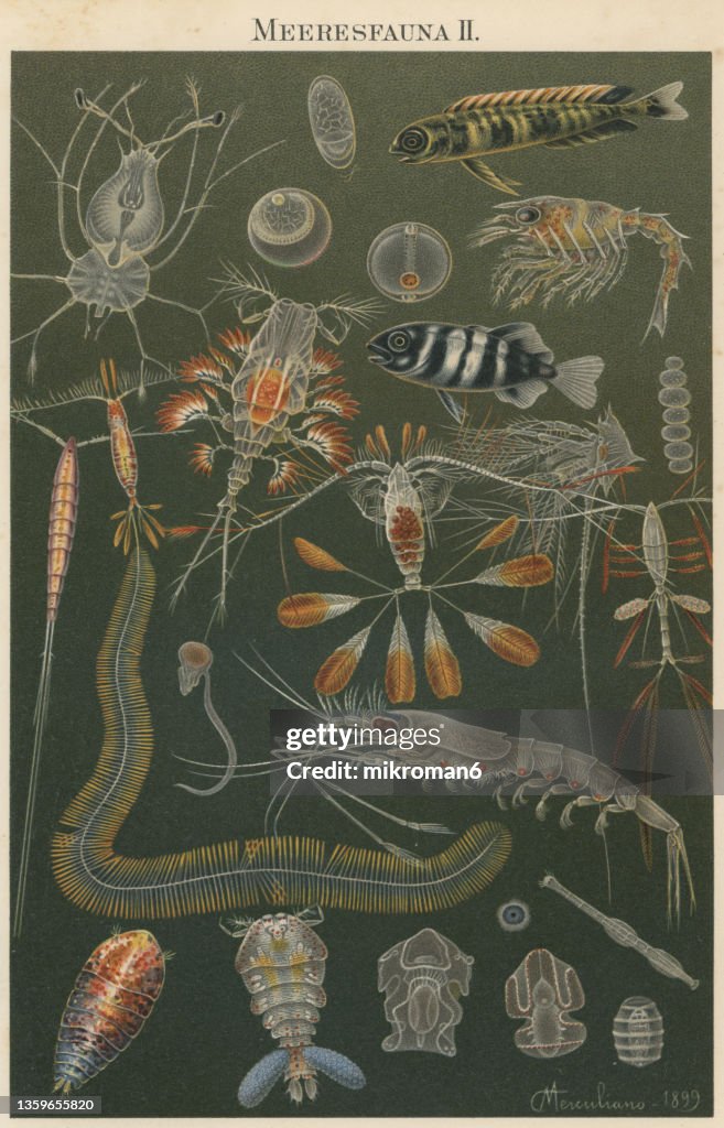 Old chromolithograph illustration of life in the oceans, marine animals