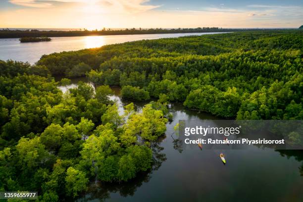 aerial drone group of men kayaking in canal with mangrove forrest surround at beautiful sunset scene - kayak river stock pictures, royalty-free photos & images