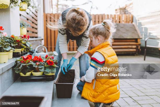toddler blondie girl helping her grandmother plant flowers in the backyard on a spring day - begonia stock pictures, royalty-free photos & images