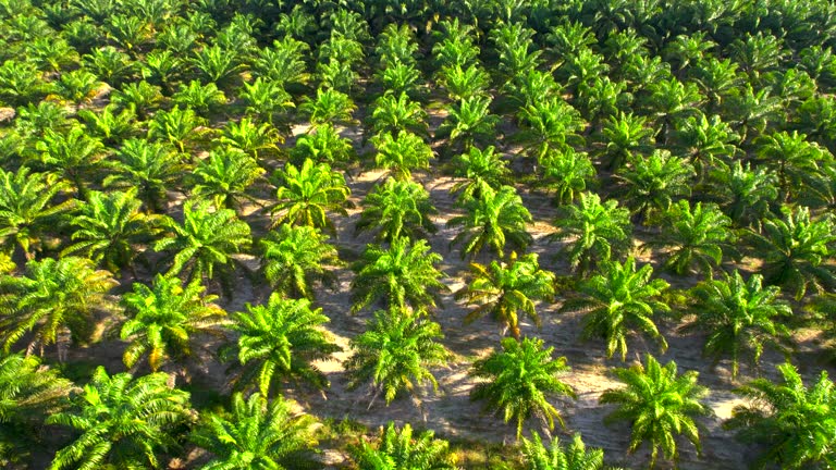 Palm Tree Plantation 718 Oil Palm Plantation Stock Videos, Footage, & 4K Video Clips - Getty ...