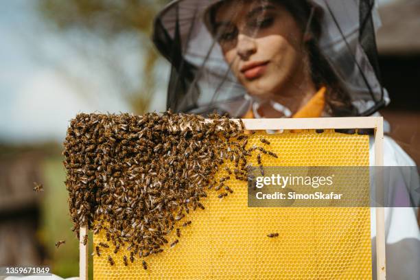 honeycomb full of fresh honey with lots of honey bees on it,close-up - beekeeper tending hives stock pictures, royalty-free photos & images