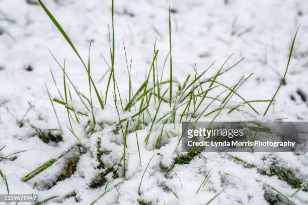 grass and snow - snow on grass stock pictures, royalty-free photos & images