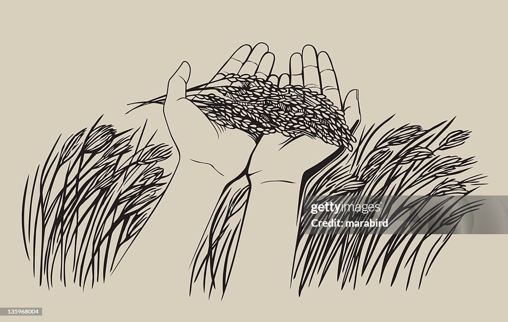 Drawing of a hand picking wheat from a field