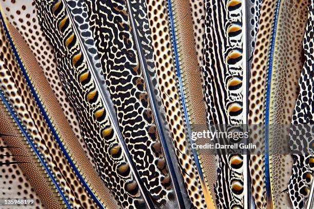 fan of oscelated turkey wing feathers - ocellated turkey stock pictures, royalty-free photos & images