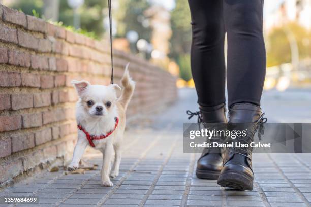 cute chihuahua dog on a leash walking with his owner down the street. - chihuahua stock-fotos und bilder