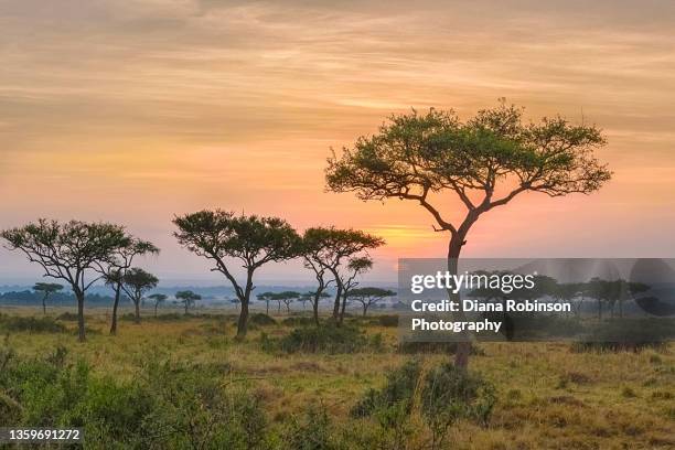 sunrise through the acacia trees in masai mara, kenya, east africa - acacia fotografías e imágenes de stock