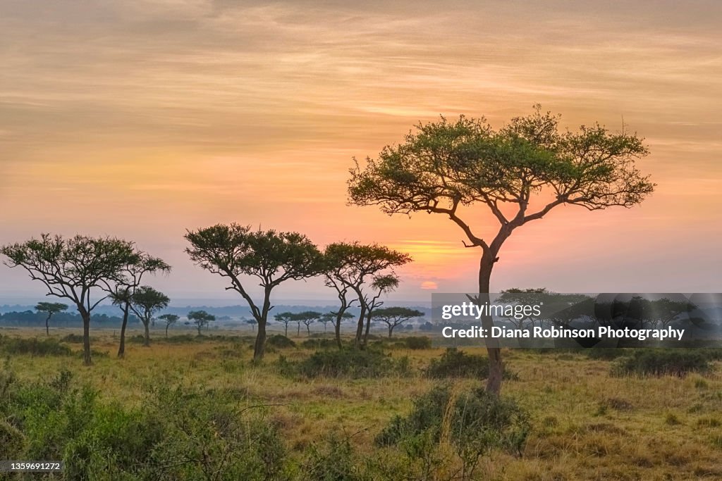 Sunrise through the acacia trees in Masai Mara, Kenya, East Africa
