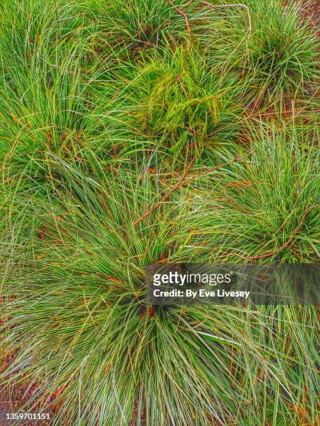 carex testacea prairie fire plant - sedge stock pictures, royalty-free photos & images