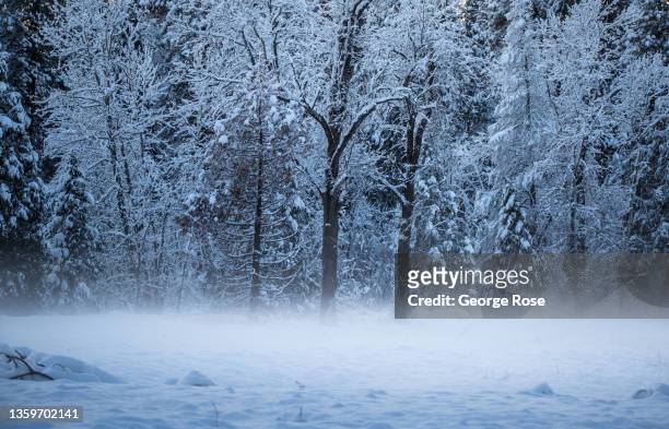 Trees in a meadow are coated in white after a major Pacific storm dumps a foot of in snow in Yosemite Valley and 8-10 feet of powder in the higher...