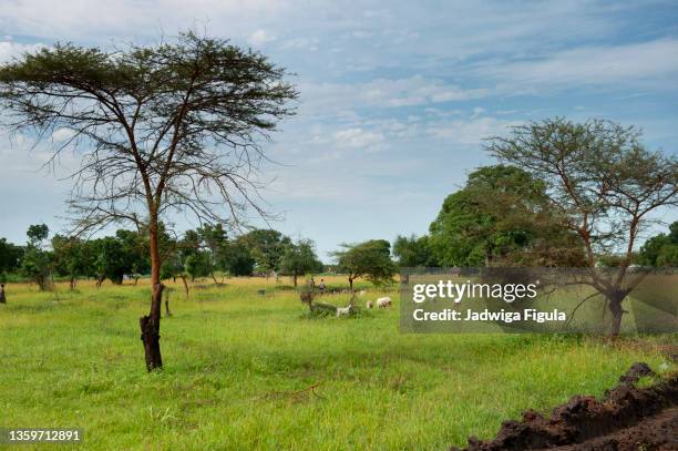 Sudan Savannah Photos And Premium High Res Pictures Getty Images sudan-savannah-photos-and-premium-high-res-pictures-getty-images
