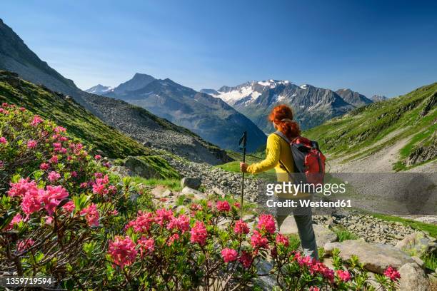 female hiker passing roses blooming in scenic valley of zillertal alps - austrian alps stock pictures, royalty-free photos & images