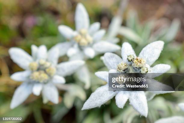 edelweiss flowers (leontopodium nivale) growing outdoors - edelweiss flower stock pictures, royalty-free photos & images