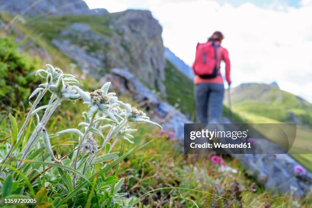 edelweiss flowers (leontopodium nivale) growing outdoors with female hiker walking in background - edelweiss stock pictures, royalty-free photos & images