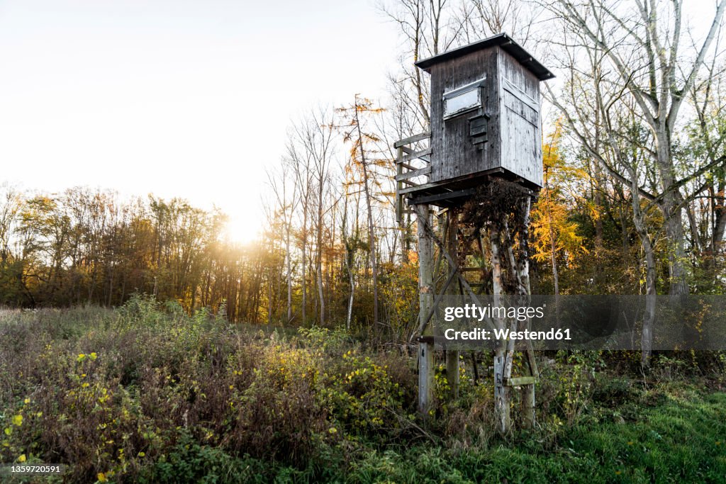 Hunting blind amidst plants in forest at sunset