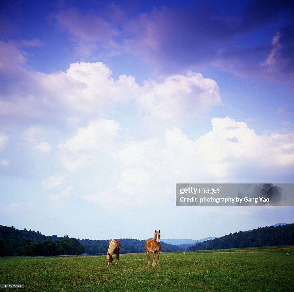 Two horses in field