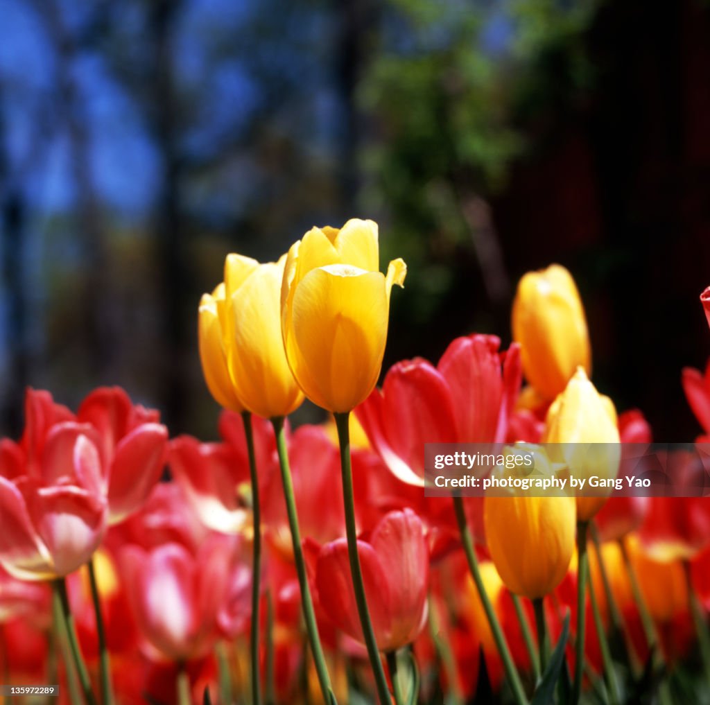 Yellow red tulips