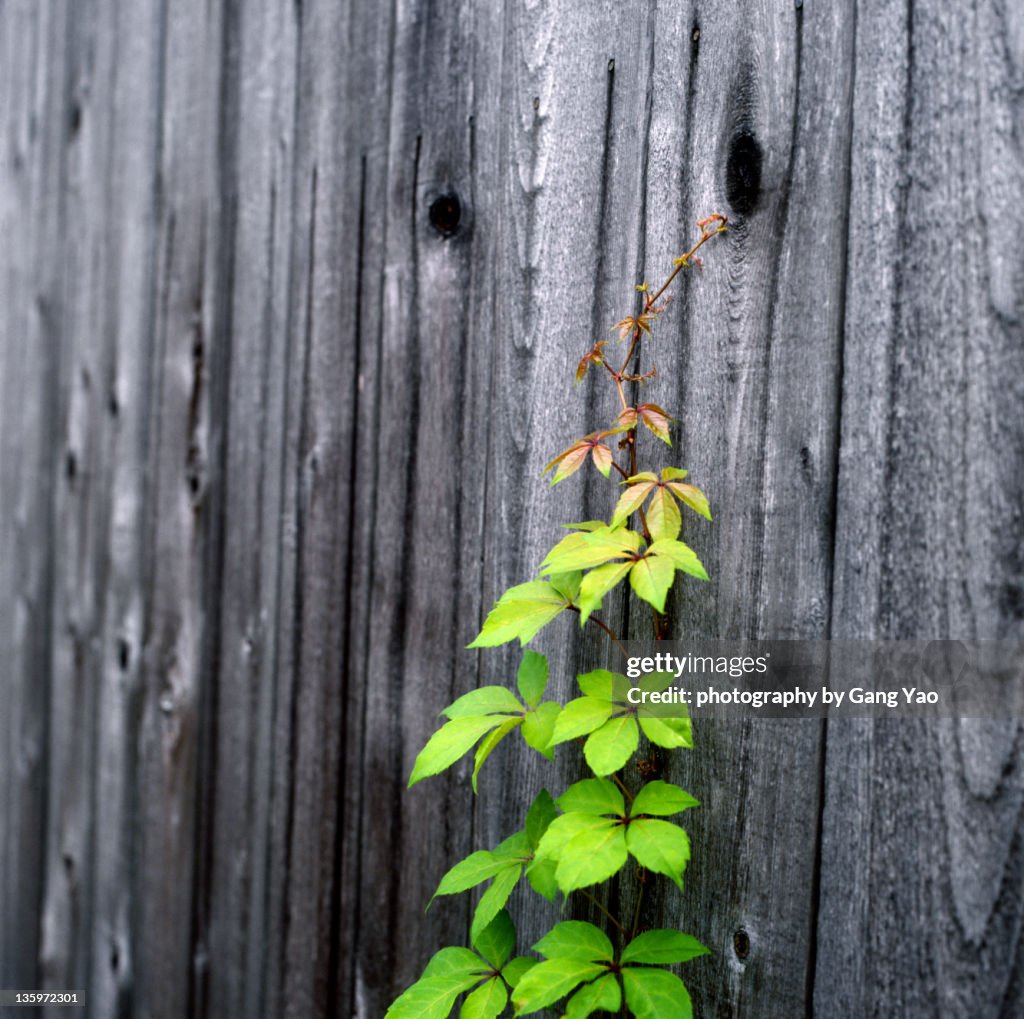 Green leaves over wooden wall