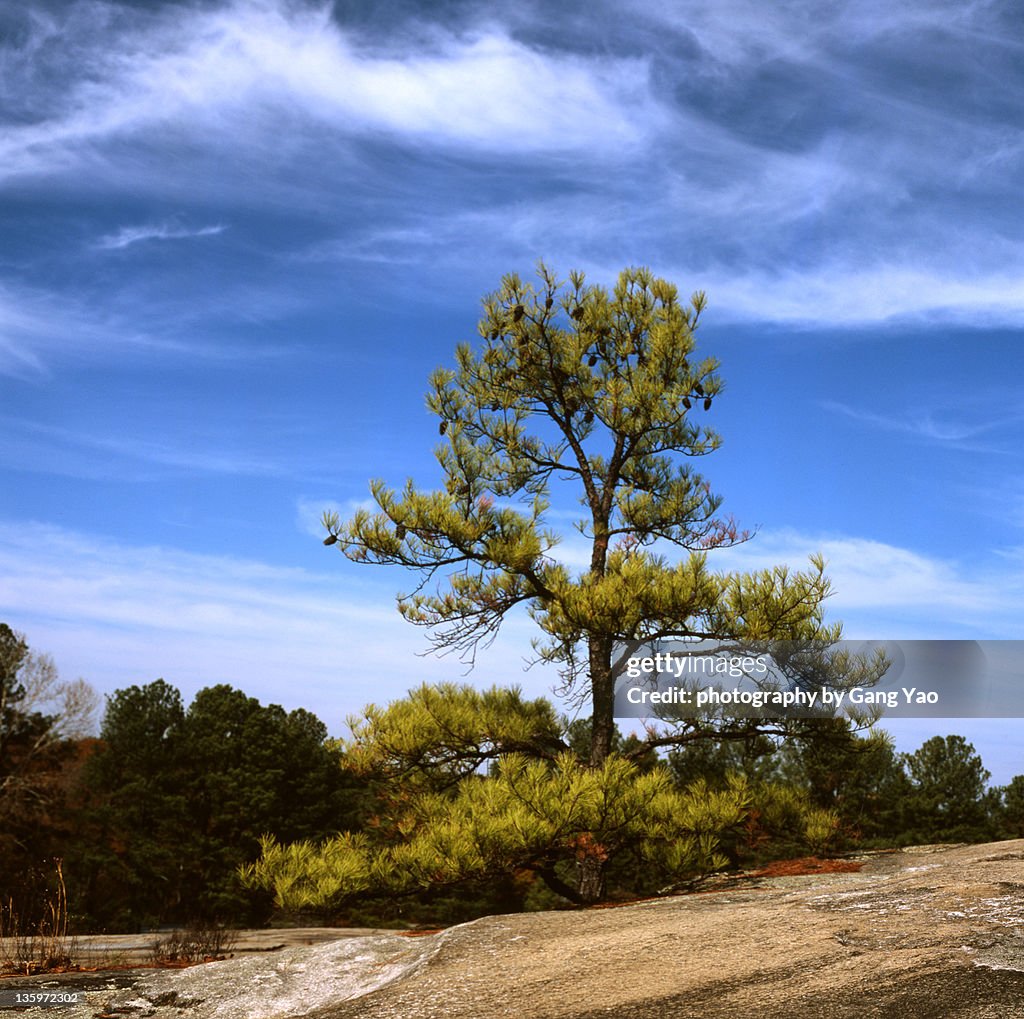 Tree over rocks