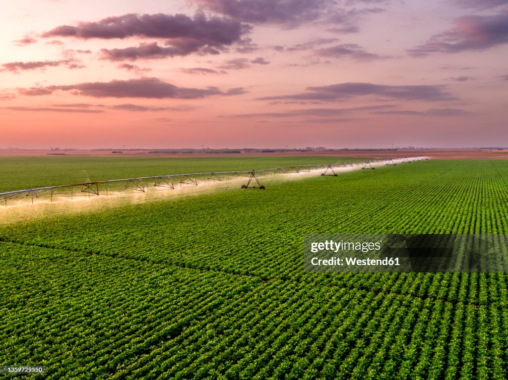 Aerial view of agricultural sprinkler watering vast green bean field at dawn