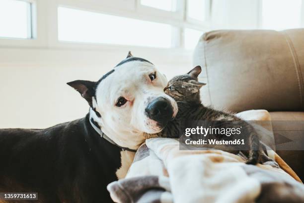 kitten playing with dog on sofa at home - pit bull terrier - fotografias e filmes do acervo