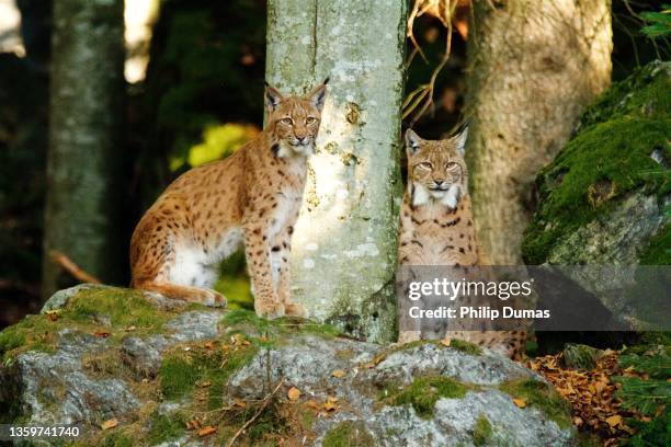 lynx duo (lynx lynx) - nationalpark bayerischer wald stock-fotos und bilder