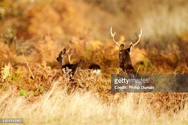 sika bolting - sika deer stock pictures, royalty-free photos & images