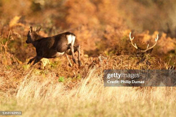 sika deer run - sika deer stock pictures, royalty-free photos & images