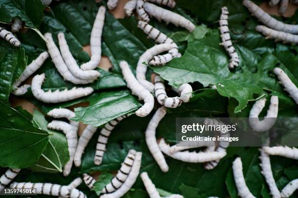 close-up of silkworm on green leaves - silkworm stock pictures, royalty-free photos & images