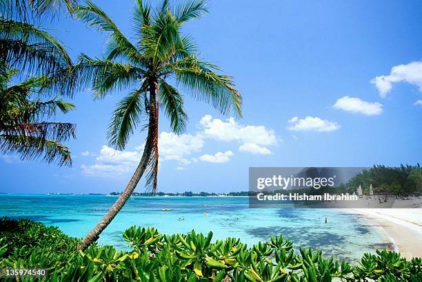 cable beach and palm tree, nassau, bahamas - cable beach bahamas stock pictures, royalty-free photos & images