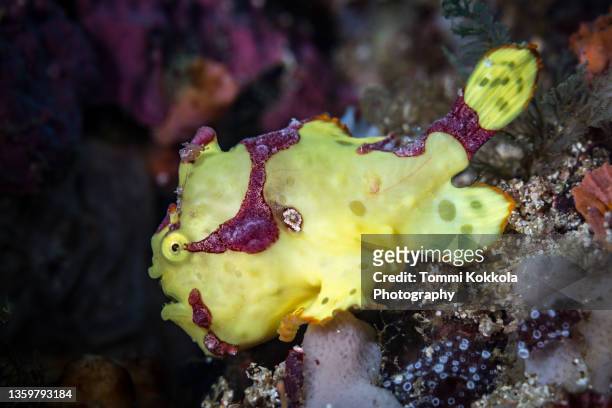 warty frogfish - yellow frogfish stock pictures, royalty-free photos & images