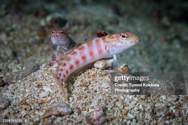 redspotted sandperch couple - trimma okinawae stock pictures, royalty-free photos & images