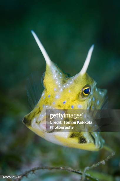 longhorn cowfish portrait - longhorn cowfish stock pictures, royalty-free photos & images