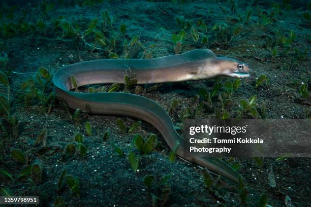 narrowtail moray - meeraal stock-fotos und bilder