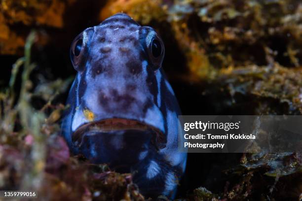 black combtooth-blenny - black blenny stock pictures, royalty-free photos & images